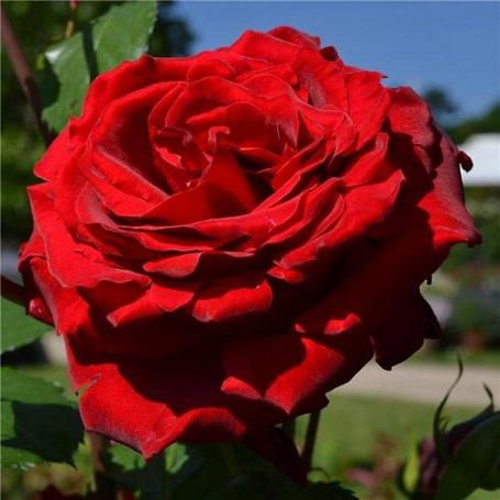 Корни роз сорт "Месье Дельбар",открытая корневая, фото 2