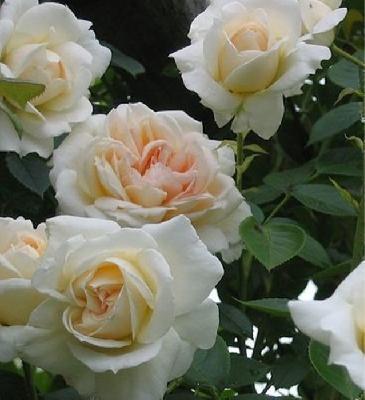 Корни роз сорт "Мон Жарден э'Ма Мезон",открытая корневая, фото 2