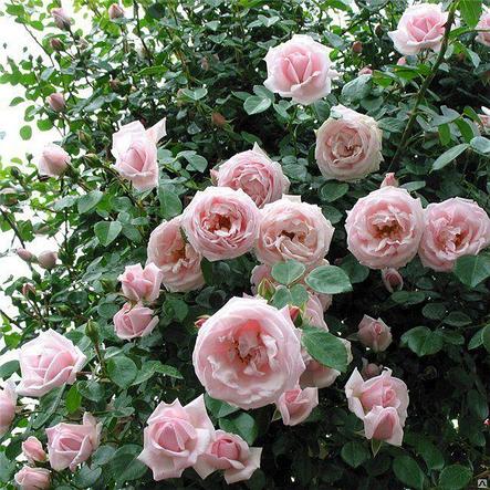 Корни роз сорт "Нью Даун" плетистая, открытая корневая, фото 2