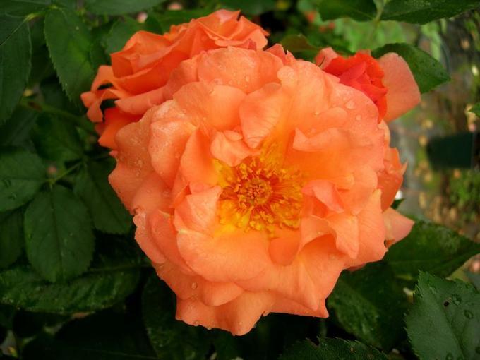 Корни роз сорт "Оранж Климбер",открытая корневая