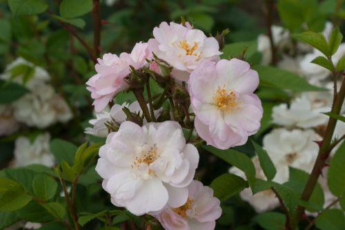 Корни роз сорт "Перенниал Блаш",открытая корневая, фото 2