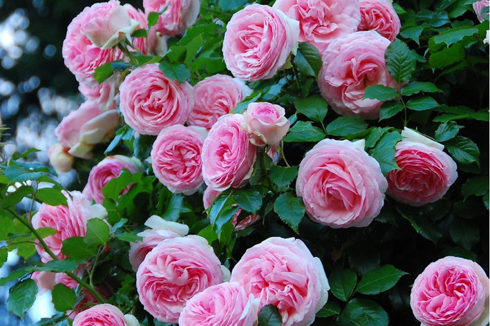 Корни роз сорт "Пьер де Ронсар" плетистая, открытая корневая, фото 2