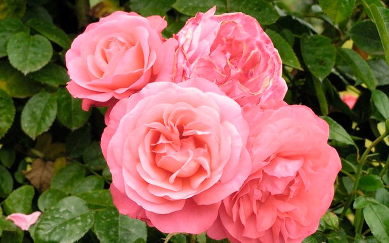 Корни роз сорт "Розанна",открытая корневая, фото 2