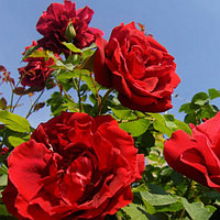 Корни роз сорт "Сантана",открытая корневая