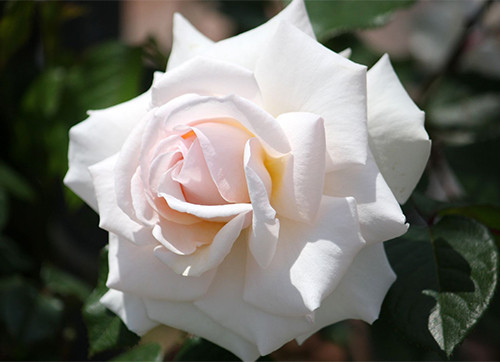 Корни роз сорт "Сван Лейк",открытая корневая