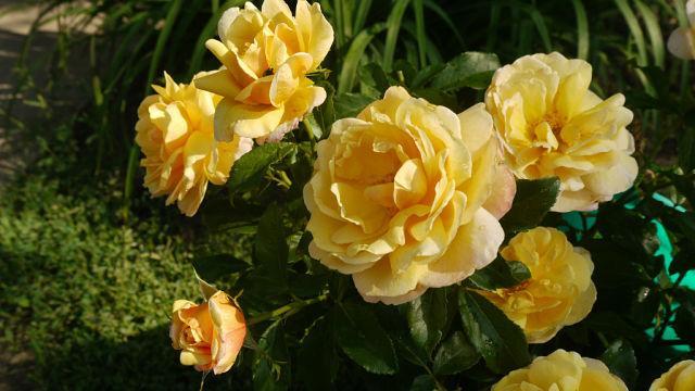 Корни роз сорт "Солей Вертикаль",открытая корневая, фото 2