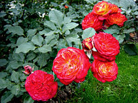 Корни роз сорт "Старлет Роуз Кармен", открытая корневая