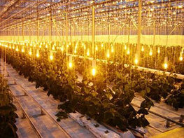 Жылыжайларды жарықтандыру