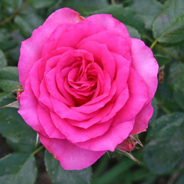 Корни роз сорт "Маритим",открытая корневая