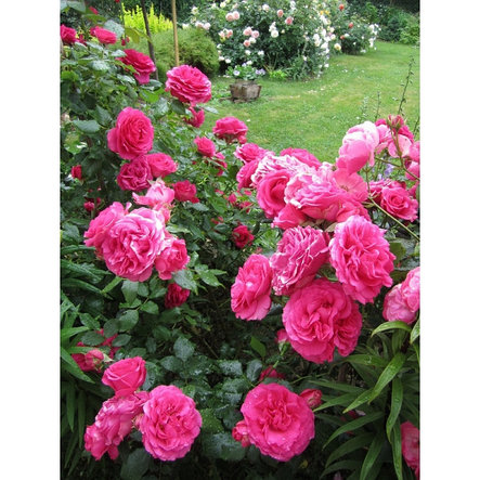 Корни роз сорт "Маритим",открытая корневая, фото 2