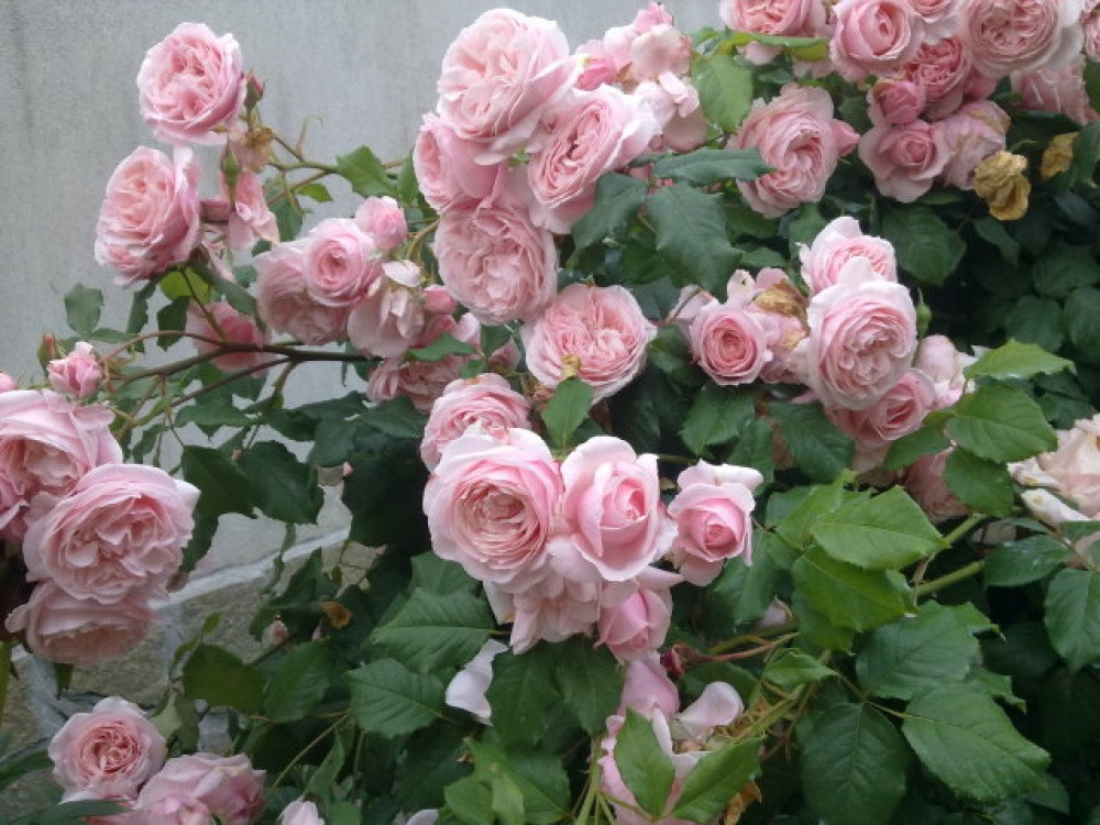 Корни роз сорт "Нахема" плетистая, открытая корневая - фото 2 - id-p55917630