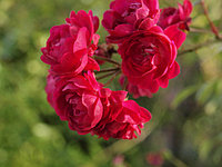 Корни роз сорт "Момо",открытая корневая