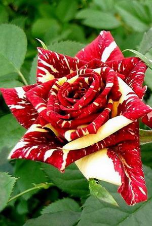 Корни роз сорт "Абракадабра",открытая корневая