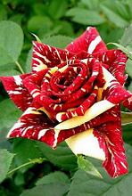 Корни роз сорт "Абракадабра",открытая корневая