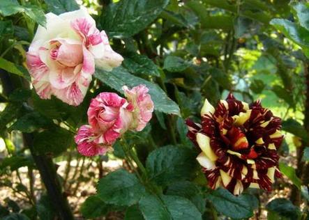 Корни роз сорт "Абракадабра",открытая корневая, фото 2