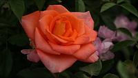 Корни роз сорт "Адриана",открытая корневая