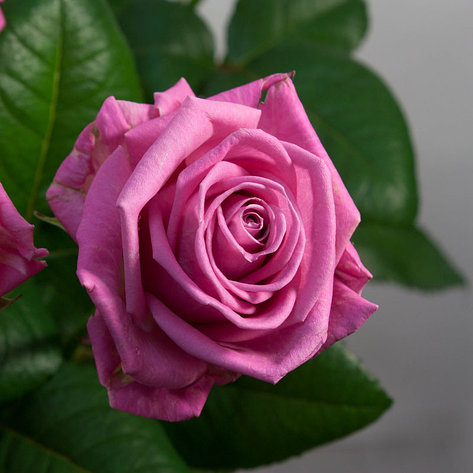 Корни роз сорт "Аква",открытая корневая, фото 2