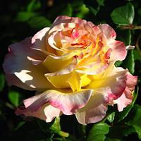 Корни роз сорт "Акварель", открытая корневая