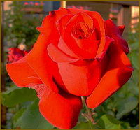 Корни роз сорт "Алекс Ред" ,открытая корневая