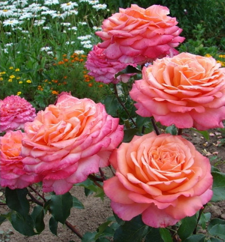Корни роз сорт "Альбрехт Дюрер", открытая корневая - фото 1 - id-p55937207