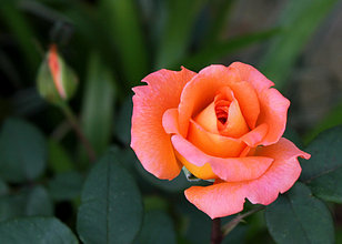 Корни роз сорт "Амбассадор",открытая корневая