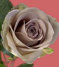 Корни роз сорт "Амнезия",открытая корневая