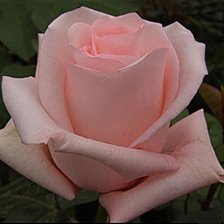 Корни роз сорт "Ангажемент",открытая корневая