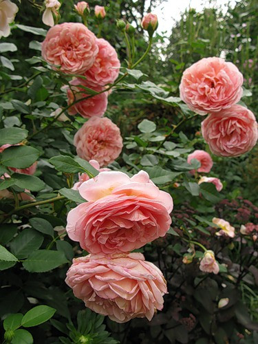 Корни роз сорт "Абрахам Дерби", открытая корневая