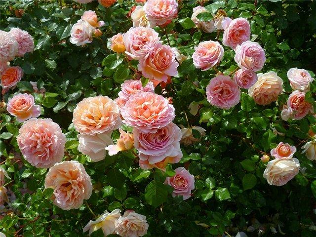 Корни роз сорт "Абрахам Дерби", открытая корневая - фото 2 - id-p55937220