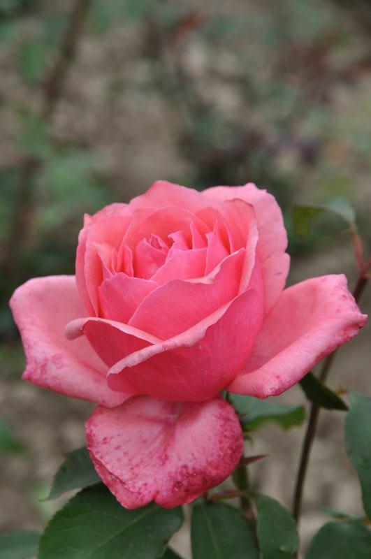 Корни роз сорт "Бель Анж"