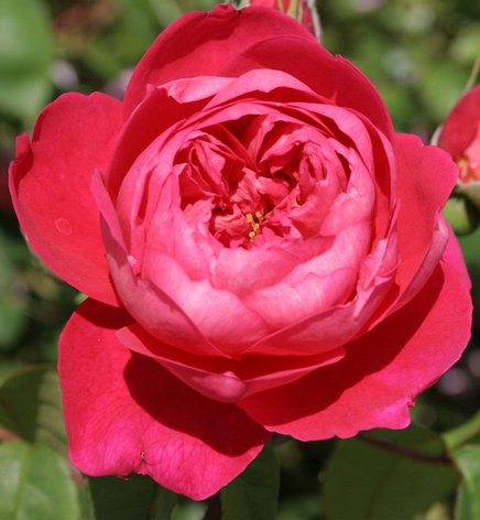 Корни роз сорт "Бенджамин Бриттен", фото 2