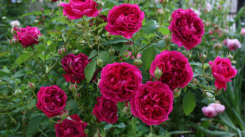 Корни роз сорт "Вильям Шекспир", открытая корневая - фото 1 - id-p55937252