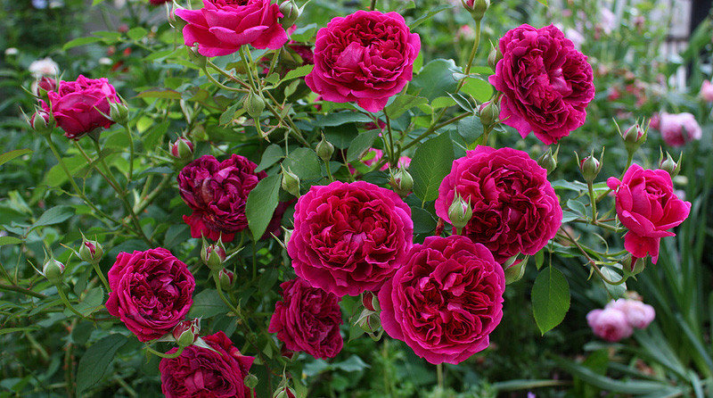 Корни роз сорт "Вильям Шекспир", открытая корневая, фото 2