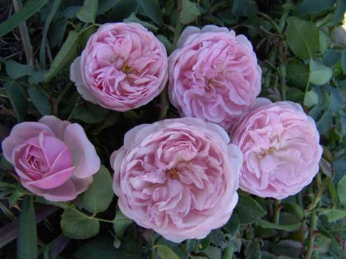 Корни роз сорт "Биби Мейзон" - фото 1 - id-p55937249