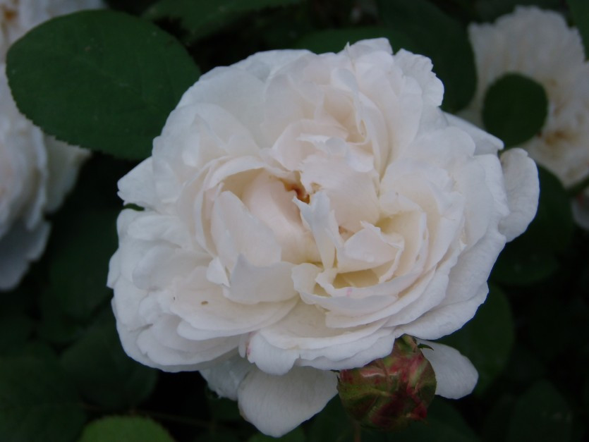 Корни роз сорт "Винчестер Кафедрал" - фото 1 - id-p55937258