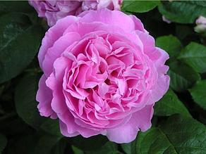 Корни роз сорт "Мэри Роуз"