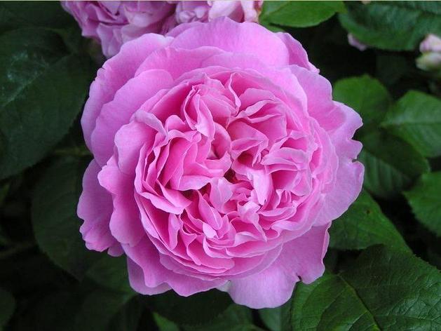 Корни роз сорт "Мэри Роуз", фото 2