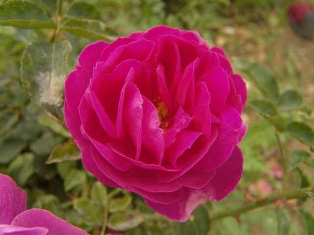 Корни роз сорт "Мелирома Аустин", фото 2