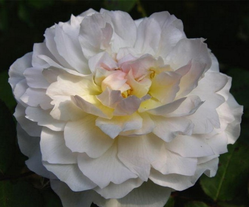 Корни роз сорт "Мария Магдалена" - фото 1 - id-p55937284