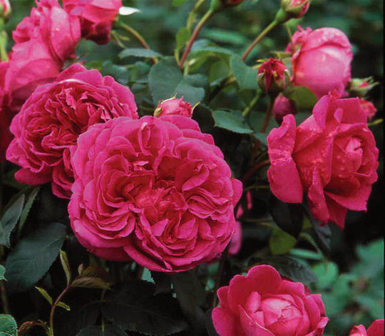 Корни роз сорт "Леди оф Меггинч",открытая корневая, фото 2