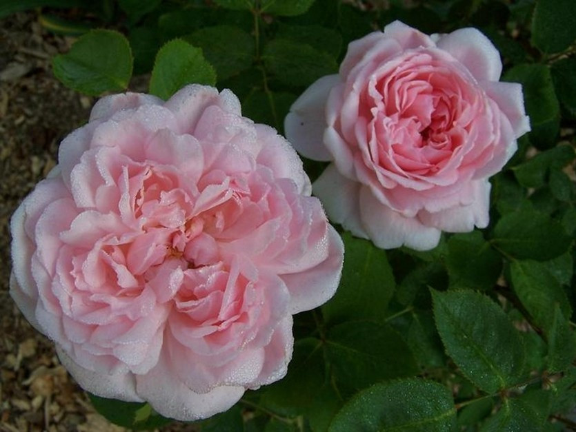 Корни роз сорт "Кэтрин Морли",открытая корневая