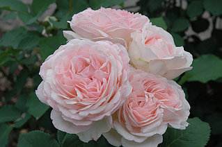 Корни роз сорт "Клэр Роуз"