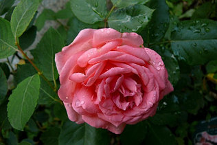 Корни роз сорт "Амелия"