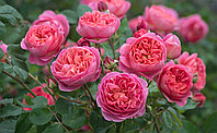 Корни роз сорт "Элегантиссимо", открытая корневая