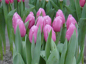 Луковицы тюльпанов сорт "Jumbo Pink (Джамбо Пинк)"