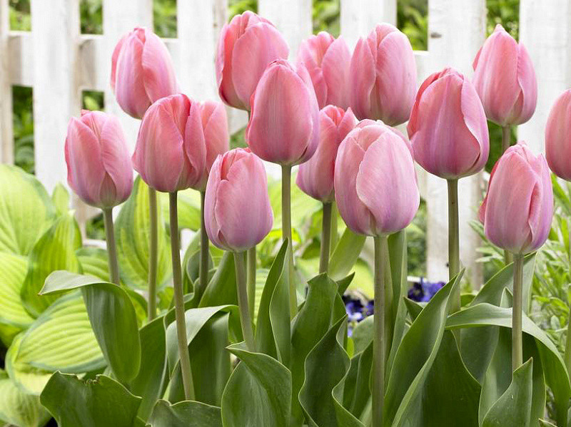 Луковицы тюльпанов сорт "Mystic van Eijk (Мистик Ван Эйк)" - фото 1 - id-p55948982