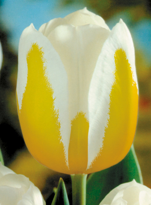 Луковицы тюльпанов сорт "Sweetheart (Свит Харт)" - фото 1 - id-p55965291