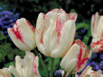 Луковицы тюльпанов сорт "Toucan (Тукан)" - фото 1 - id-p55969868