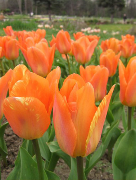 Луковицы тюльпанов сорт "Purissima Orange (Пуриссима Оранж)" - фото 1 - id-p55974082