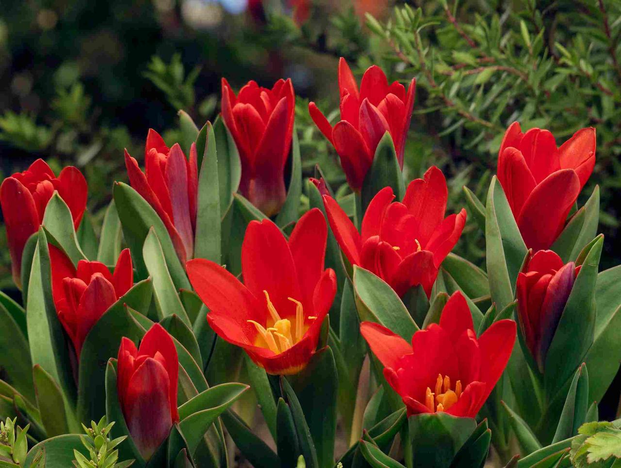 Луковицы тюльпанов сорт "Oriental Beauty (Ориентал Бьюти)" - фото 1 - id-p55974122